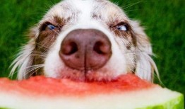 狗狗吃瓜早教视频播放,狗狗早教视频带你领略欢乐时光