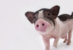 金猪吃瓜视频在线观看免费,欢乐无限，免费观看，笑翻天！