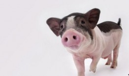 金猪吃瓜视频在线观看免费,欢乐无限，免费观看，笑翻天！