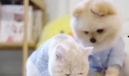 吃瓜视频小奶猫在线观看