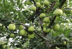 树青医学院吃瓜视频,揭秘校园生活幕后趣闻