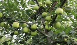 树青医学院吃瓜视频,揭秘校园生活幕后趣闻