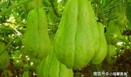 吃生拂手瓜视频,解锁清新口感新体验