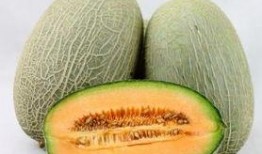 二狗吃哈密瓜视频大全,欢乐视频大盘点