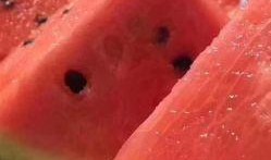 买麒麟瓜日常可以吃吗视频,健康美味两不误