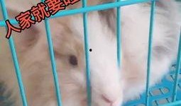 宠物兔吃瓜的视频,可爱瞬间萌翻网友