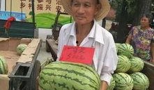 临漳县吃瓜事件视频