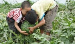 泗水县吃瓜事件真相视频,真相视频曝光背后的真相