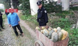 泗水县吃瓜事件真相视频,真相视频曝光背后的真相