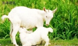 大方瓜如何喂羊羔吃视频,轻松掌握羊羔喂养技巧