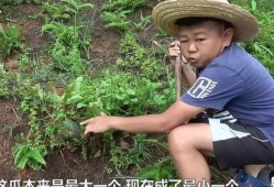 小六吃瓜视频回放,揭秘娱乐圈幕后故事