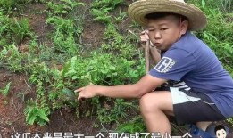 小六吃瓜视频回放,揭秘娱乐圈幕后故事