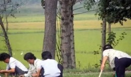 马路边吃野瓜视频,马路边美食新体验