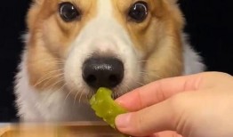 网红吃瓜狗子视频大全播放,萌宠界的欢乐盛宴