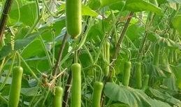 吃瓠瓜要去皮嘛视频,视频教你正确处理