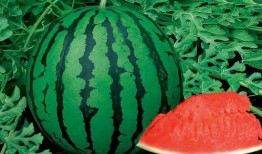 黄子吃瓜视频,揭秘娱乐圈幕后真相