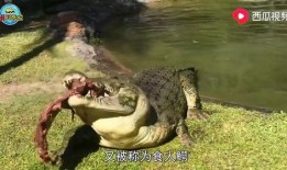 一只霸王龙吃瓜视频,吃瓜视频揭秘史前巨兽的饮食习惯