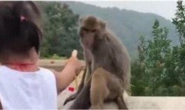 女生喂猴子吃瓜的视频,女生与猴共度欢乐时光