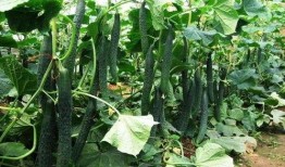 又到吃瓜的季节视频,跟随“又到吃瓜的季节”视频，畅游美味瓜果盛宴