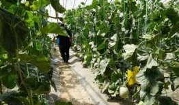 真实吃瓜视频大全