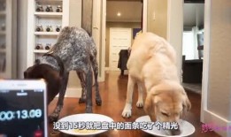 小狗可以吃三月瓜吗视频,营养与安全的双重考量