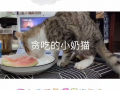 吃瓜视频小奶猫在线观看