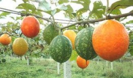 小吊瓜怎么挖着吃视频,轻松解锁美味新体验