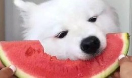 萨摩耶吃蜜瓜视频,萌态十足引网友爆笑