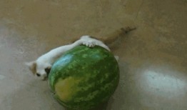 国外人吃瓜视频,揭秘国外网友的娱乐狂欢