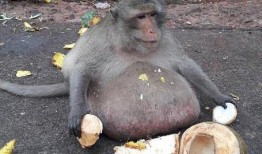 女生喂猴子吃瓜的视频,女生与猴共度欢乐时光