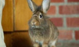 宠物兔吃瓜的视频,可爱瞬间萌翻网友