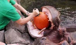 河马吃瓜视频全集,揭秘动物界的欢乐食趣