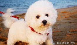 比熊吃瓜视频在线观看,萌态十足，在线观看笑翻天！