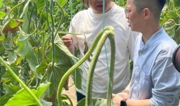 树青医学院吃瓜视频,揭秘校园生活幕后趣闻