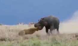 一只小霸兽吃瓜视频,萌态十足引网友爆笑