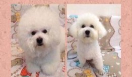 比熊吃瓜视频在线观看,萌态十足，在线观看笑翻天！