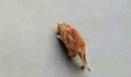 宠物猫吃瓜的视频播放,宠物猫吃瓜视频走红网络