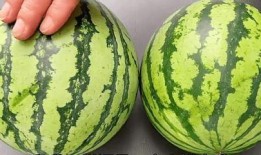 又到吃瓜的季节视频,跟随“又到吃瓜的季节”视频，畅游美味瓜果盛宴