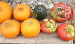 楠瓜有点发霉可以吃吗视频,楠瓜发霉仍可食用？揭秘食品安全小常识