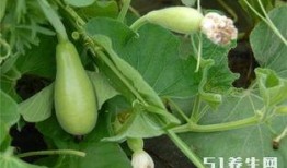 糖尿病望解可以吃瓜视频,西瓜的甜蜜诱惑