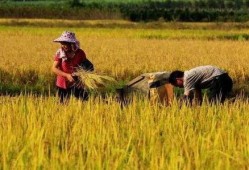 农民爷爷吃瓜视频,欢乐瞬间引网友热议