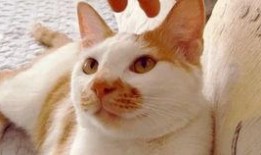 吃瓜视频吹牛皮,揭秘网红吹牛大揭秘