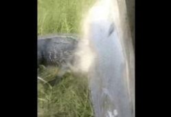 吃瓜狗被鳄鱼咬视频播放,视频播放引发热议