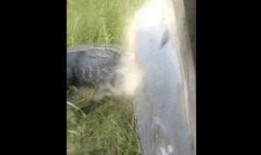 吃瓜狗被鳄鱼咬视频播放,视频播放引发热议