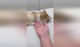 吃瓜视频小奶猫在线观看