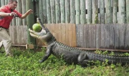 吃瓜狗被鳄鱼咬视频播放,视频播放引发热议