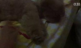 东北雨姐吃瓜视频大全,揭秘娱乐圈幕后故事