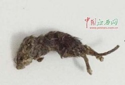 女友吃瓜吃出老鼠视频大全,惊悚吃瓜！女友视频揭露“老鼠视频大全”惊悚真相