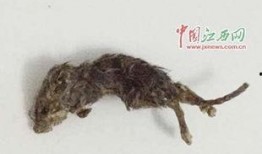 女友吃瓜吃出老鼠视频大全,惊悚吃瓜！女友视频揭露“老鼠视频大全”惊悚真相