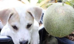 二狗吃哈密瓜视频大全,欢乐视频大盘点